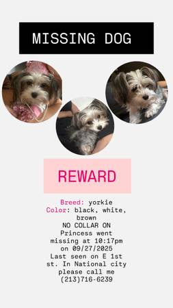 MISSING YORKIE (National City)63894602973698120