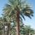 Date Palm Summer Special thru Sept 30th! (12'-14' TRUNK) 7 thumbnail