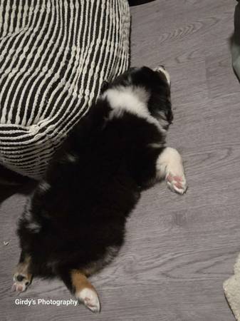 Mini Aussie Puppy (Mulino)63842372891265122
