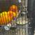 Sun conure 2 thumbnail