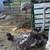 Ostriches 4 thumbnail