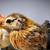 Serama bantam chickens 4 months 8 thumbnail