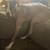 8 month Great Dane 7 thumbnail