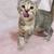 kittens 3 thumbnail