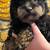 Miniature Phantom Poodle 4 thumbnail