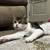 Flat Faced Cat 2 thumbnail