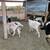 Reducing herd 13 thumbnail