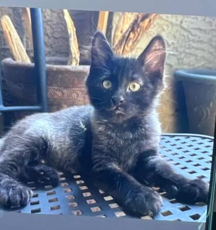 Maine come kitten 1