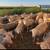 Polypay Ewe and Ram Lambs 3 thumbnail