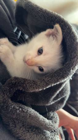 Rehoming baby cat (Copperas cove)63839345193731122