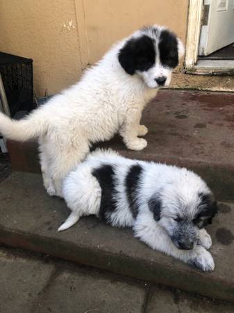 2 great pyrenees mix puppies need rehoming -maybe deaf/hard of hearing 1