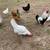 Variety of Chickens and one Rooster 1 thumbnail