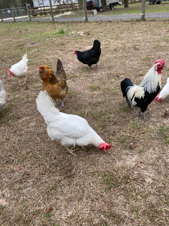 Variety of Chickens and one Rooster 1