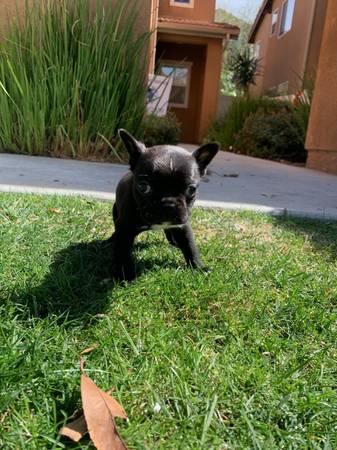 Rehoming Boston Terrier Puppy 1