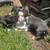 Pitbull pups need Rehoming (american blue) 2 thumbnail