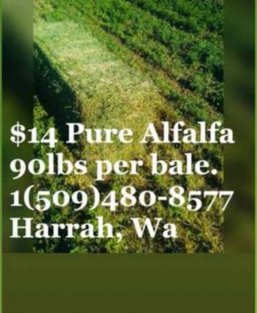 Alfalfa Hay 1