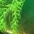 fresh water  fish   Angel fish & more 11 thumbnail