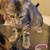 kittties 3 thumbnail