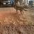 Mascotas/Dog German Shepherd 3 thumbnail