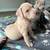 AMERICAN BULLY PUPPIES 13 thumbnail