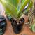 9 succulents, cacti plants 1 thumbnail