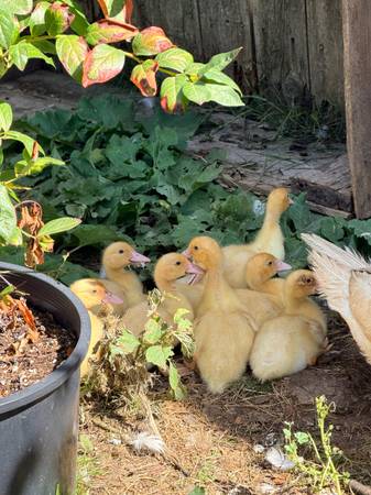 Muscovy ducklings 1