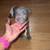 2 Month old PitMix Puppy 3 thumbnail