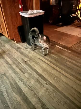Ring tail cat 1