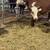 Hereford weaned heifers 1 thumbnail