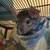 Rescue Rodents Seeking Loving Families 6 thumbnail