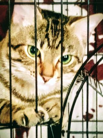2 gatos para un buen hogar (Florencia)63412175456769126