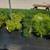 Arborvitae, Crape Myrtle, Sedum, Rose of Sharon, Beautyberry... $6.97 6 thumbnail