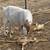 Sheep & Goats 8 thumbnail