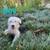 Old English sheepdog 3 thumbnail