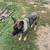 Female German Shepherd 4 thumbnail