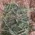 High quality alfalfa hay 2 thumbnail