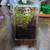 Land Snails and Starter kit Garden and Roman 3 thumbnail