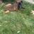 Belgian Malinois 4 thumbnail