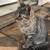 Kittens free to a good home 7 thumbnail