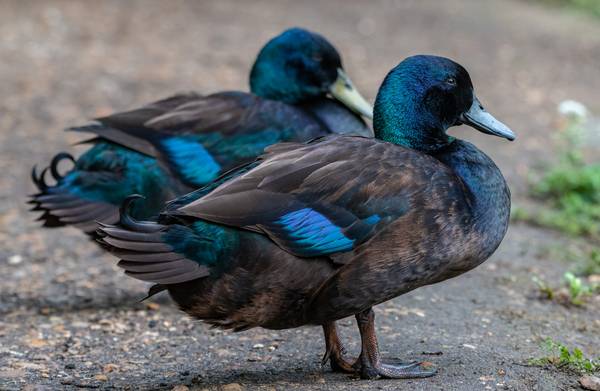 Cayuga Duckling | Auburn, AL 1