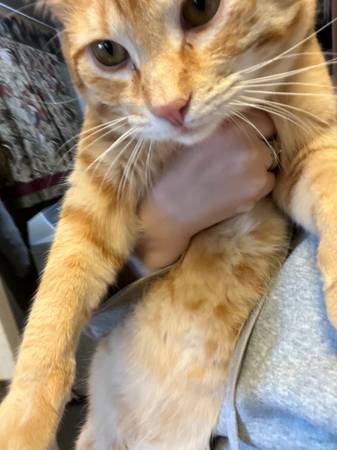 Orange Male Cat (Malaga)63761970815491123