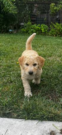 Goldendoodle rehoming (rohnert pk / cotati)63861571571075120