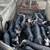 Berkshire pigs/ breeding stock 13 thumbnail
