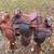 11” Roy Rogers child saddles 3 thumbnail