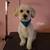 Dog Grooming (Pooch Bar) 14 thumbnail
