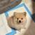 Pomeranian 6 thumbnail