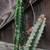 LARGE CACTUS PLANT  has thorns 1 thumbnail