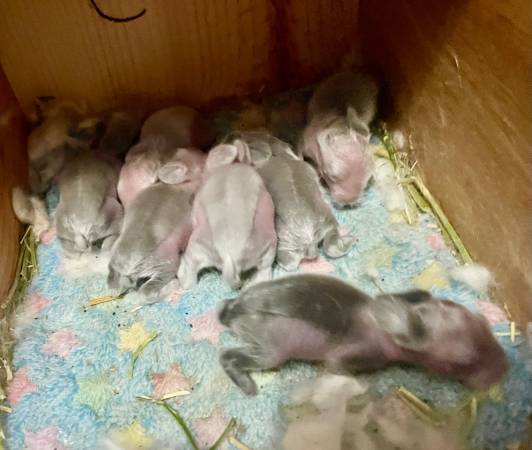 Teddy widder bunnies (Visalia)64025057530369121