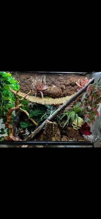 Rehoming reptiles with tanks!63903108635010122