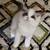 Adopt RAG DOLL Kittens Queens NYC 1 thumbnail